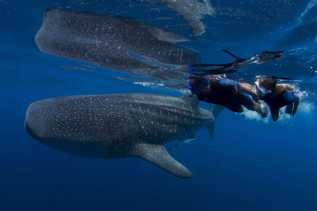 TIBURON BALLENA